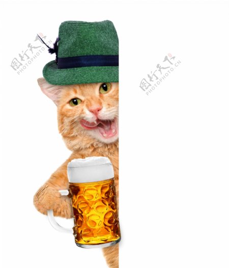 端啤酒的小猫