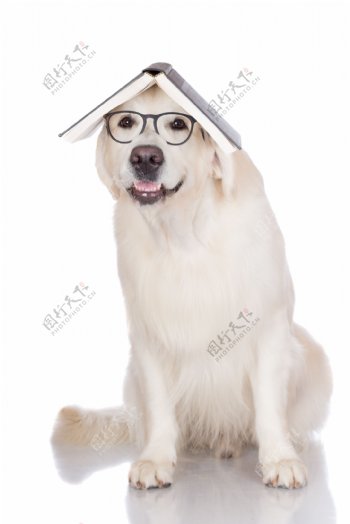 戴眼镜的宠物狗