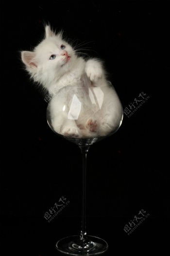 酒杯里抬头看的小猫