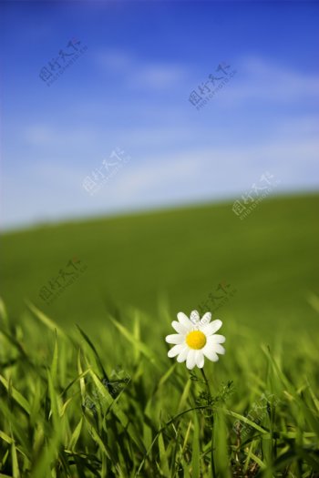草地里的一朵白色小花