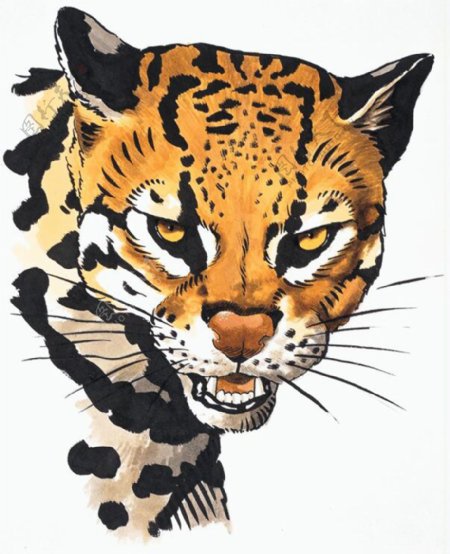 豹子动物插图肉食动物猫科动物3