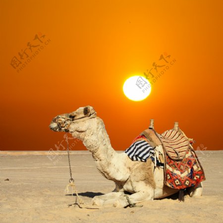 趴在沙漠上的驼骆图片