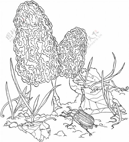 蘑菇植物菌类静物素描
