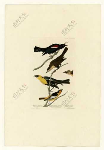 纳托尔的椋鸟黄头鸟图片