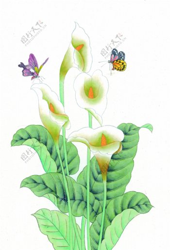 水仙花与蝴蝶图片