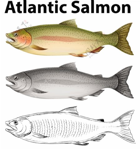 大西洋鲑鱼图解的三种绘画风格