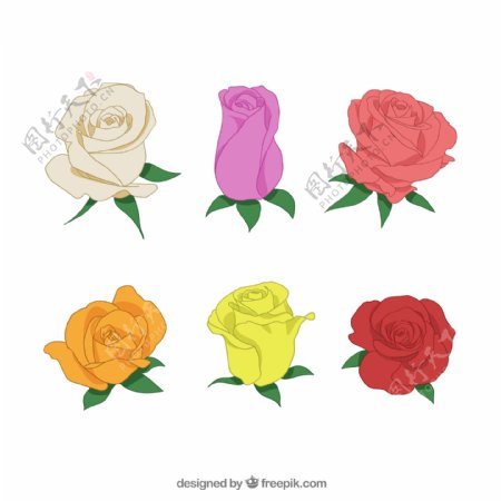 六种不同的玫瑰彩色图案