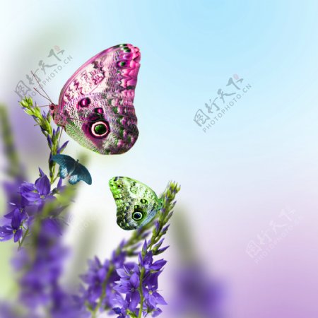 鲜花蝴蝶背景图片