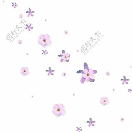 紫色小花唯美