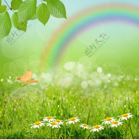 鲜花草地与彩虹图片