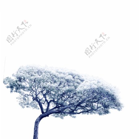 蓝色大树