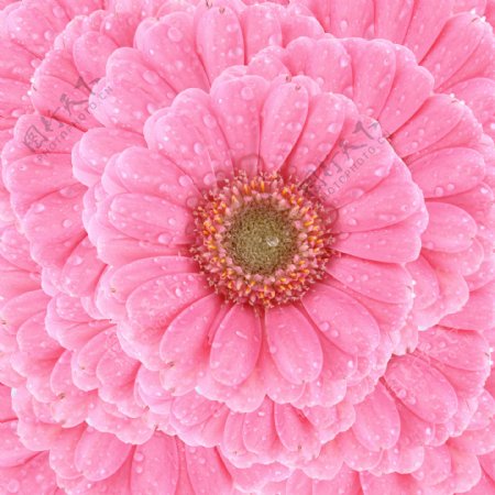 粉色太阳花图片