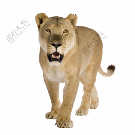 野生非洲狮图片