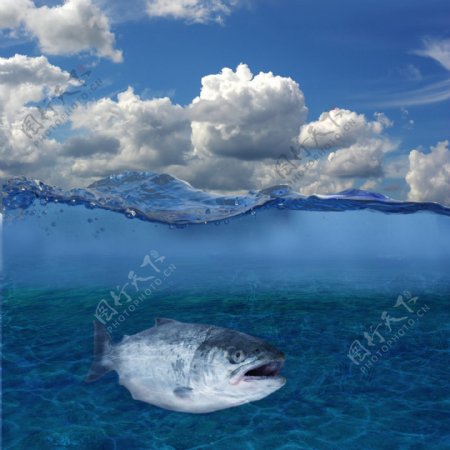 海洋中的大鱼图片