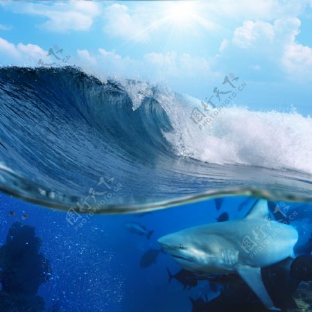 鲨鱼与巨浪图片