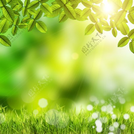 春天草地树叶背景图片