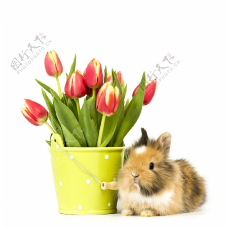 郁金香与兔子图片