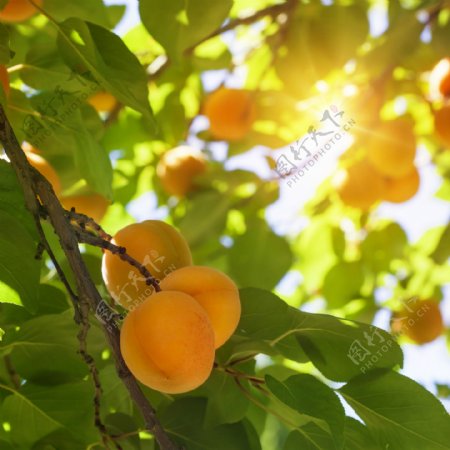 树枝上新鲜的杏图片
