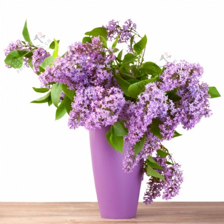 美丽紫色丁香花