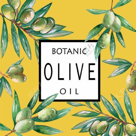 植物橄榄油插画图片