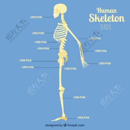 人类的骨骼轮廓