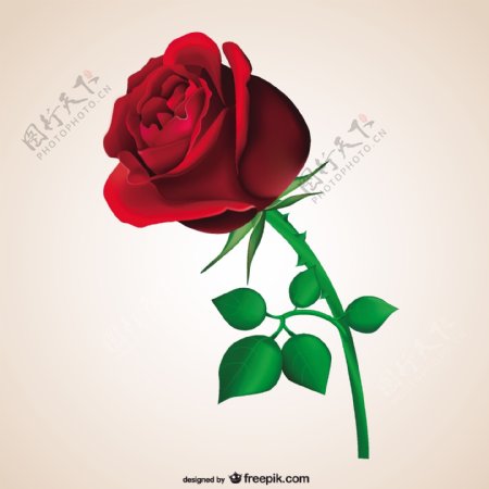 热情的红玫瑰