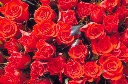 鲜艳的红玫瑰花图片