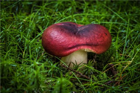 神秘的蘑菇