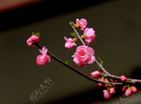 粉红色榆叶梅