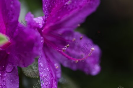 雨后杜鹃花