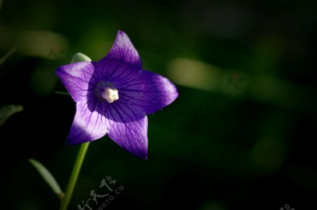 紫色的桔梗花