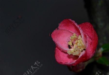 粉嫩的贴梗海棠花卉
