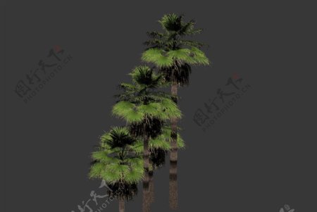 棕榈树模型图片