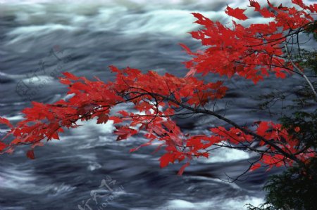 唯美红叶溪流图片