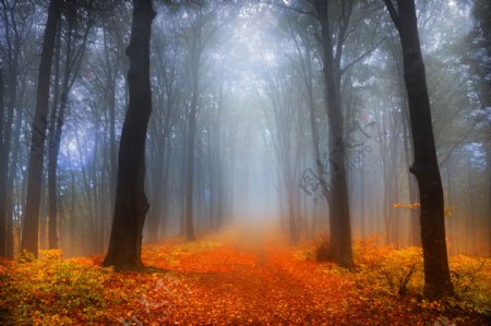 树林迷雾景色