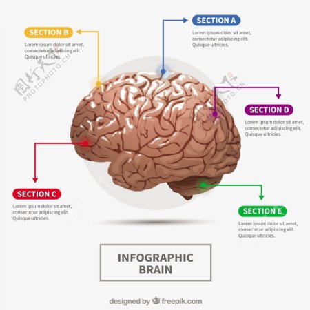 现实的人类大脑图表丰富多彩的选项