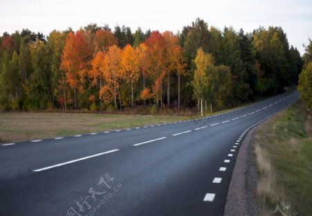 树木公路背景图片