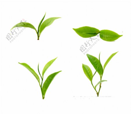 茶叶png素材绿叶