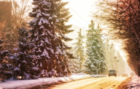 树林公路雪景图片