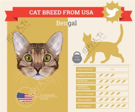卡通猫信息图表图片