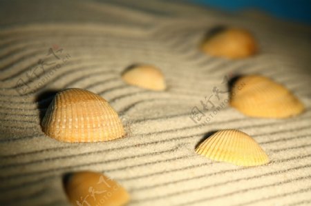 许多贝壳与水纹沙子
