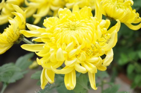 鲜艳的黄色菊花图片