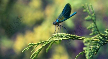 落在植物上的小蓝蜻蜓