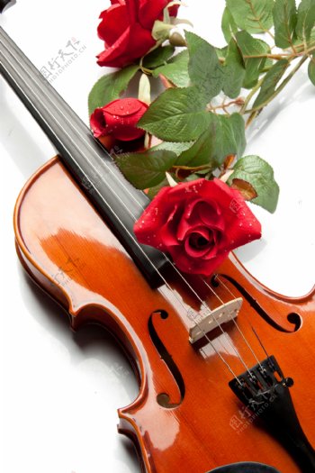 小提琴与玫瑰