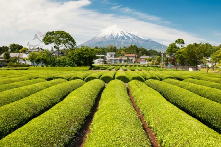 茶田风景图片