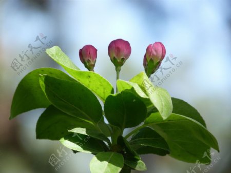 唯美海棠花苞图片