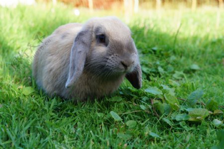 可爱草地兔子图片