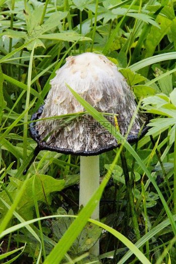 草丛里的野蘑菇