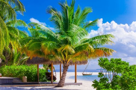 沙滩椰子树小船风景图片
