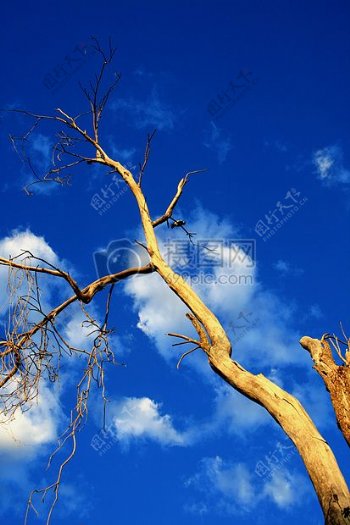 蓝天白云下的大树